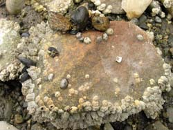 barnacles and mussles