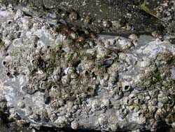 Port Mellon Site and barnacles
