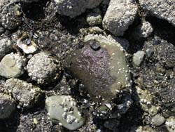 barnacles on rocks at port mellon