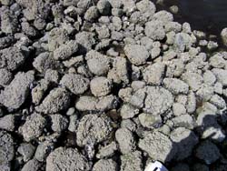 Port Mellon Site: rocky intertidal