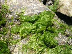Sea Lettuce