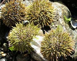 Sea urchins