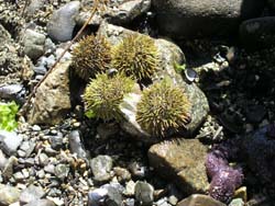 Sea Urchins