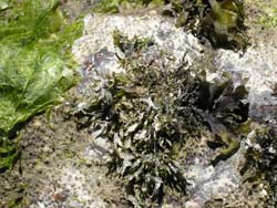 Sea Weed