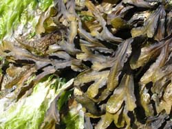Fucus sp.
