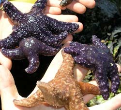 Purple sea star Pisaster ochraceus