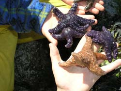 Purple sea star Pisaster ochraceus