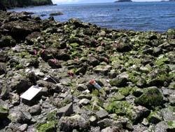 Tubstall Bay Terrain