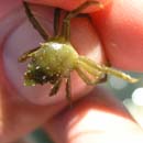 Spiney kelp crab Pugettia gracilis