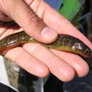 Saddleback gunnel Pholis ornata