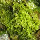 Sea Hair Enteromorpha sp.