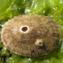 Keyhole Limpet Diadora aspera