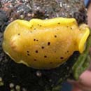 Sea Lemon Archidoris montereyensis
