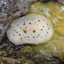 Ringed nudibranch Diaulula sandiegensis