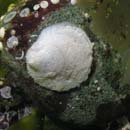 Jingle Shell Oyster Pododesmus macroschisma