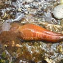 Hairy Gill Worm Thelepus crispus
