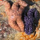 Purple sea stars Pisaster ochraceus