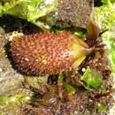 Turkish Towel Chondracanthus sp.