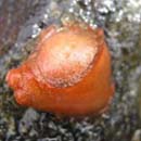 Solitary Tunicate