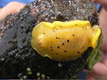 nudibranch